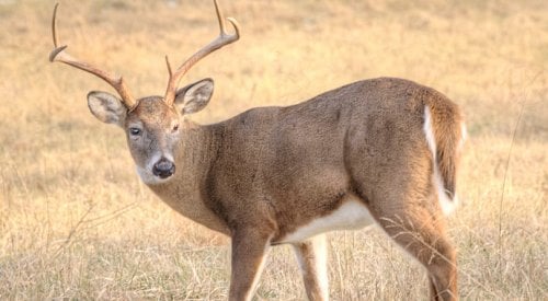 Police warn pet owners to be cautious around deer after dog killed