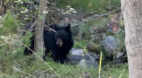 2 trails closed in Mission Creek Regional Park until further notice