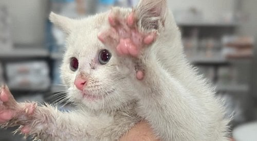 4 kittens the latest to be rescued from Kelowna ‘cat colony’ this year