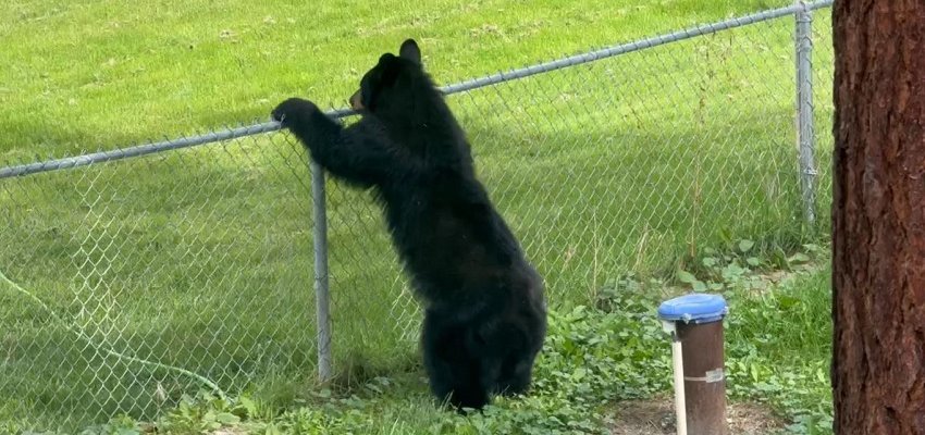 Kelowna woman comes ‘face to face’ with black bear in her backyard